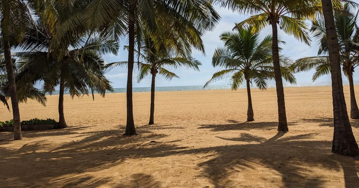 Découvrez la beauté sereine de la plage bordée de palmiers de Negombo, avec ses rivages de sable et sa vue apaisante sur l'océan.