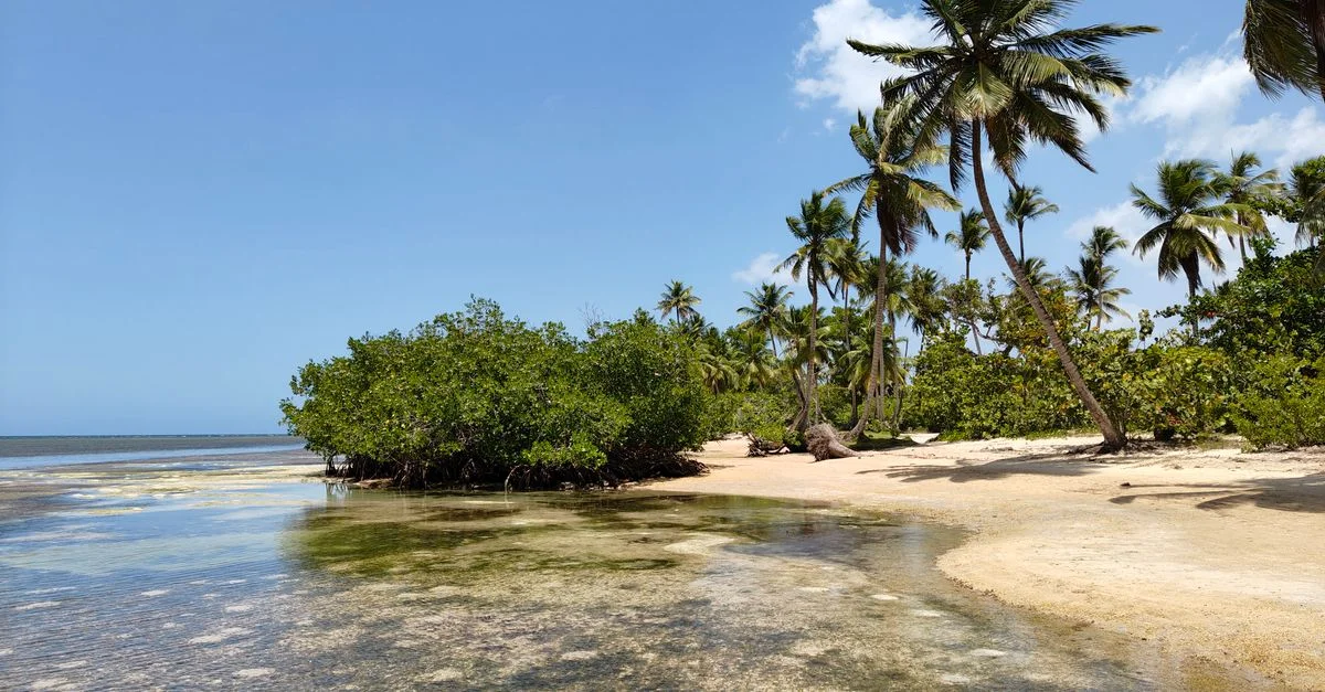 Plage sereine avec des palmiers et de l'eau claire à Samaná, République dominicaine sous un ciel ensoleillé.